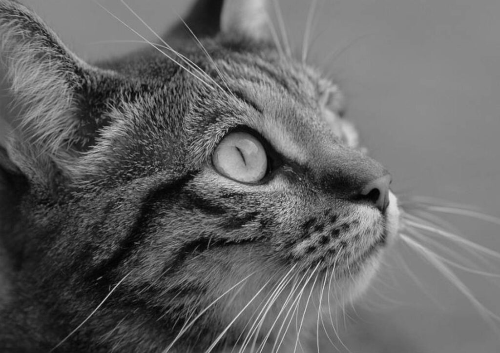 Referência de desenho da cabeça de um gato em preto e branco