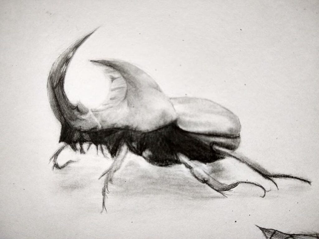 Arte de um besouro feita pelo desenhista Arthur Dabela, ilustrando desenhos realistas de insetos fáceis de fazer.