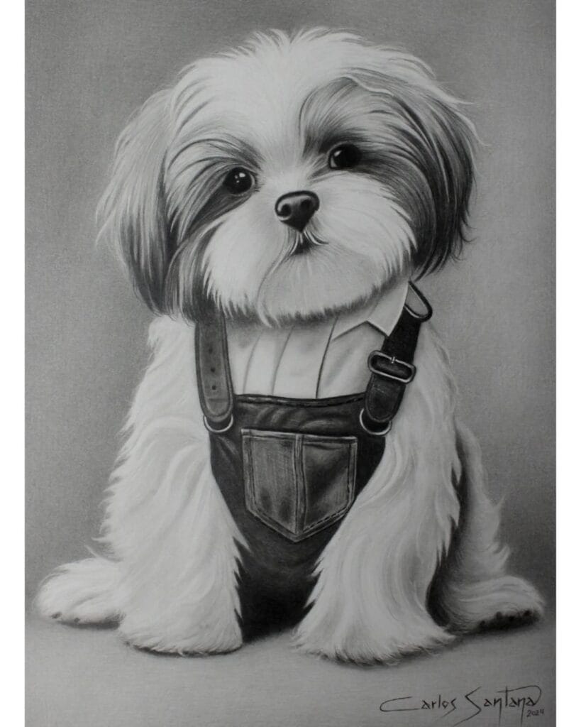 Desenho realista de um cachorro da raça Shih Tzu feito pelo desenhista Carlos Santana, ilustrando que desenhar alivia o estresse.