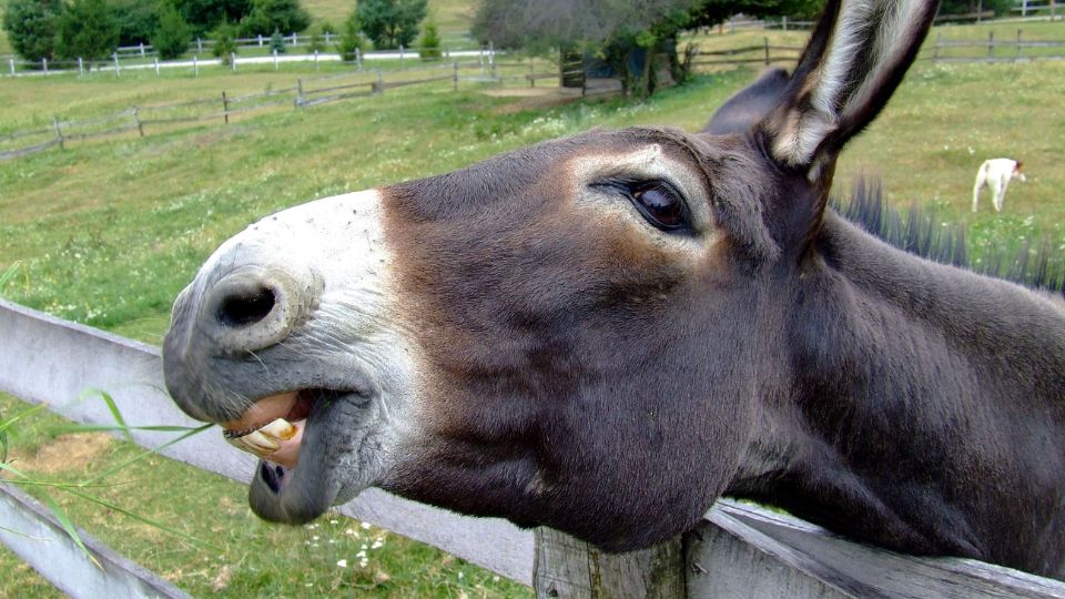 Um burro, ilustrando como é o desenhista que quer ter seu próprio estilo mesmo sem saber desenhar.