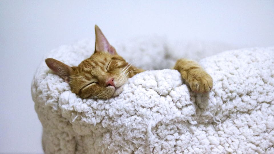 Um gato dormindo, ilustrando que precisam descansar e voltar no desenho depois com a mente mais fresca.
